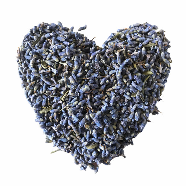Lavender - Lavendula angustifolia - Bright Blue - Organic